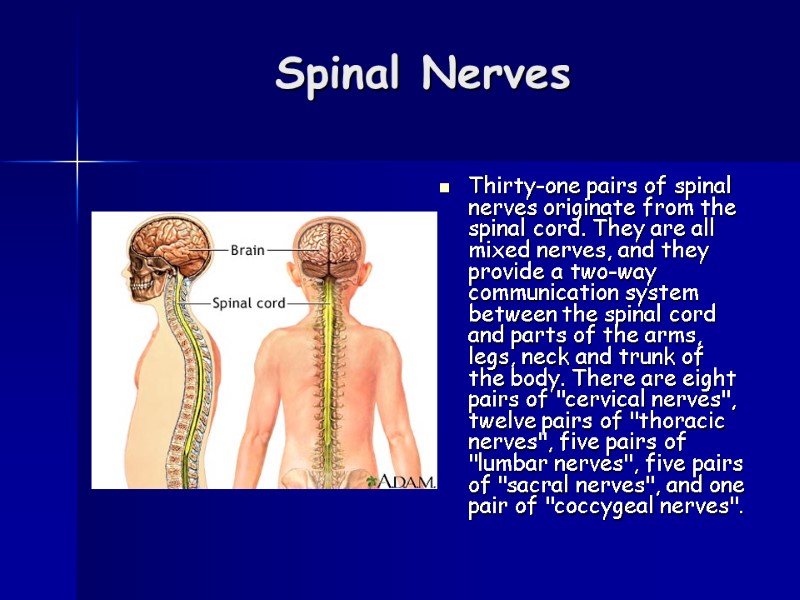 Spinal Nerves  Thirty-one pairs of spinal nerves originate from the spinal cord. They